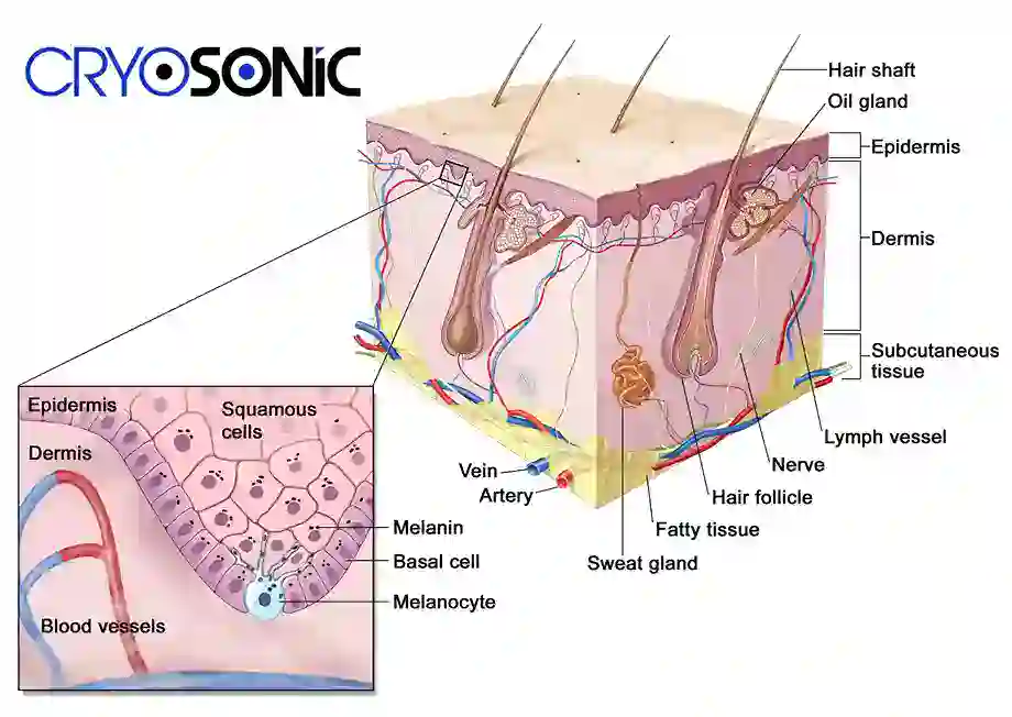 How Cryotherapy Stimulates Melanocyte Activity Thame